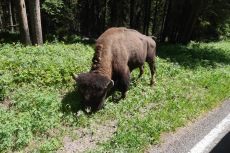 Roadside Bull Buffalo